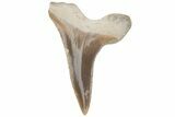 Fossil Ginsu Shark (Cretoxyrhina) Tooth - Kansas #219163-1